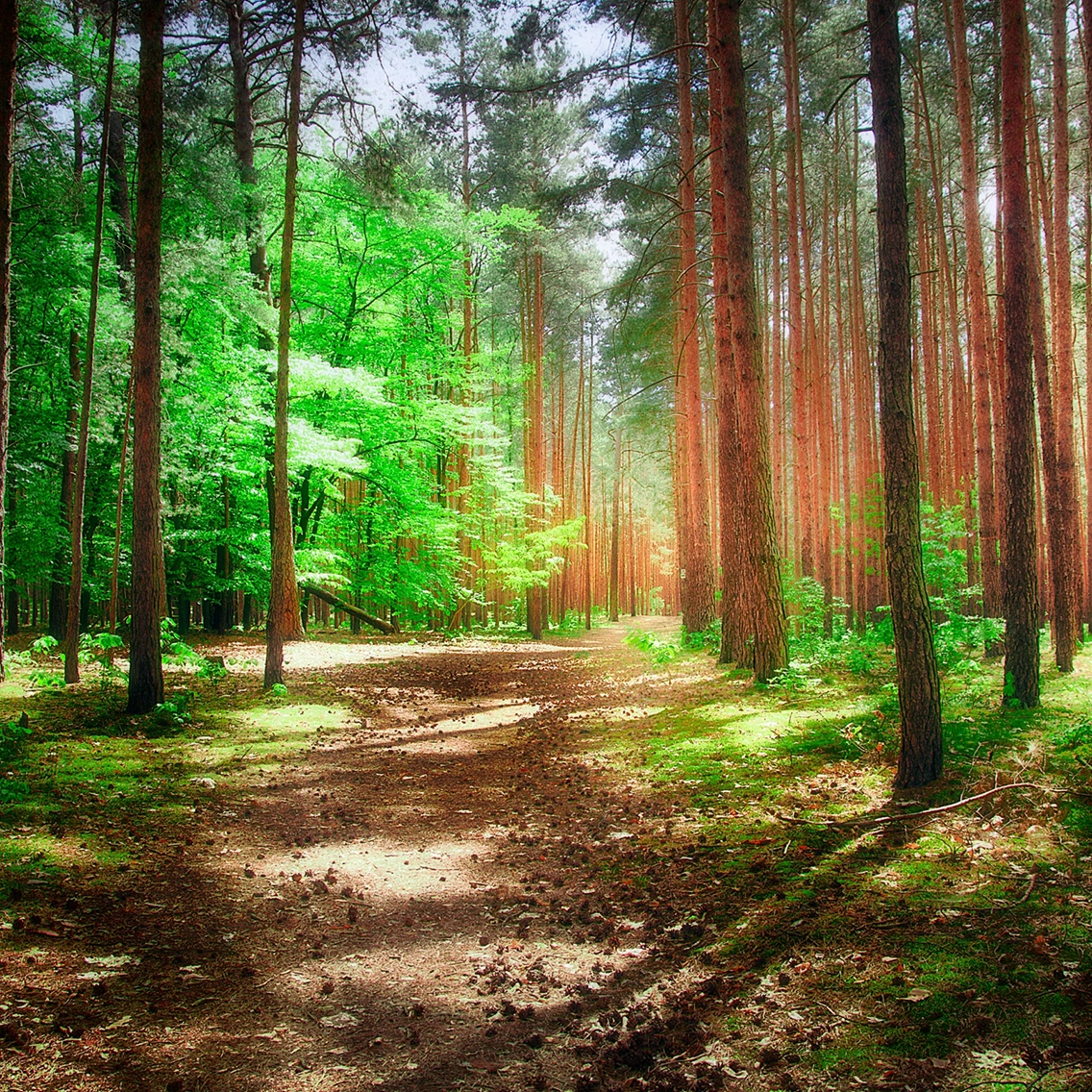 Преимущества и недостатки деревянных окон в истории