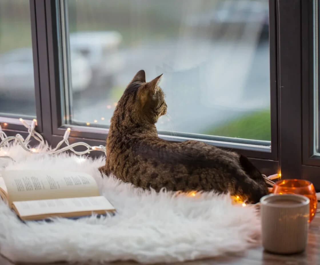 Деревянные окна для дома